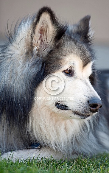 Alaskan Malamute Alaskan Malamute