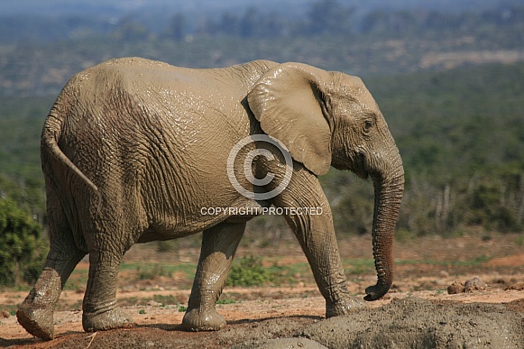 Elephants of Addo Elephant Park, South Africa