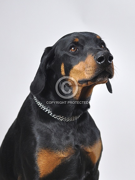 Doberman Pinscher