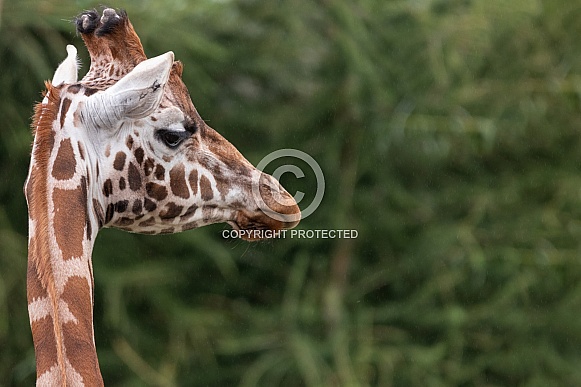 Rothschilds Giraffe Close Up Rothschilds Giraffe Close Up