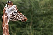 Rothschilds Giraffe Close Up