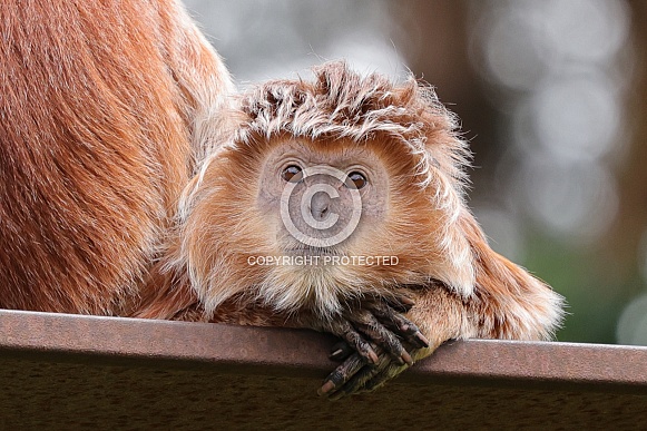 East Javan Langur (Trachypithecus Auratus) East Javan Langur (Trachypithecus Auratus)