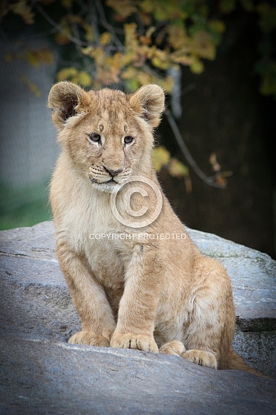 Lion cub