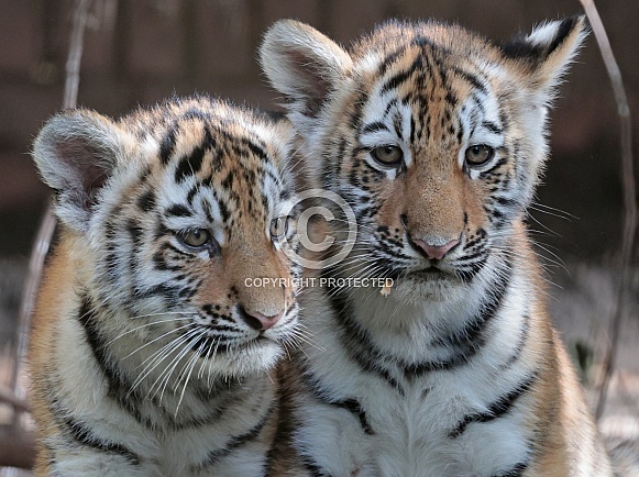 Amur Tiger Cubs