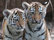 Amur Tiger Cubs