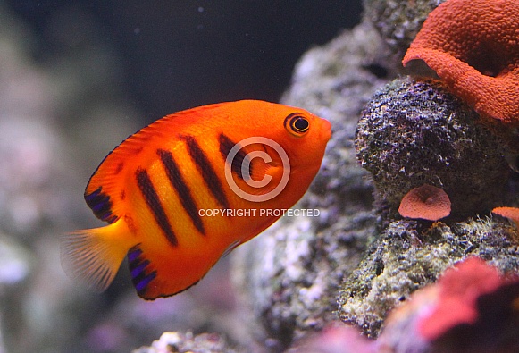 Flame Angelfish