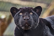 Jaguar Cub (Panthera Onca)