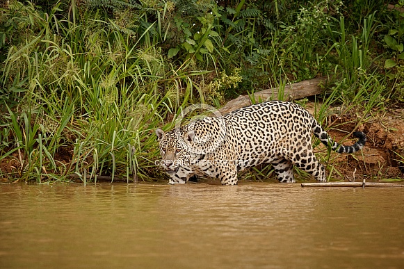 American jaguar in the nature habitat