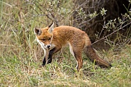 Young red fox cub in nature