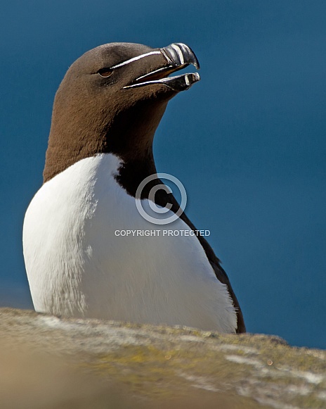 Razorbill Razorbill