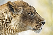 Profile of a lioness