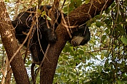 Sloth bear in the nature habitat.