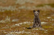 Arctic fox
