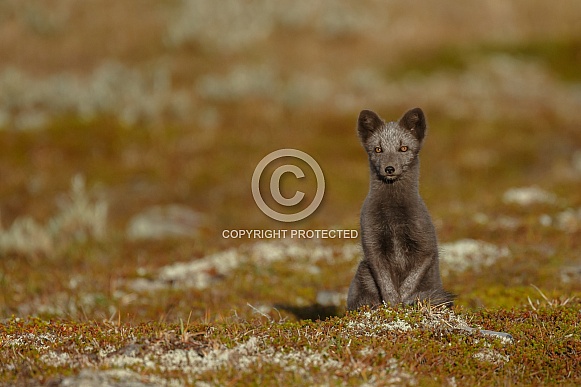 Arctic fox