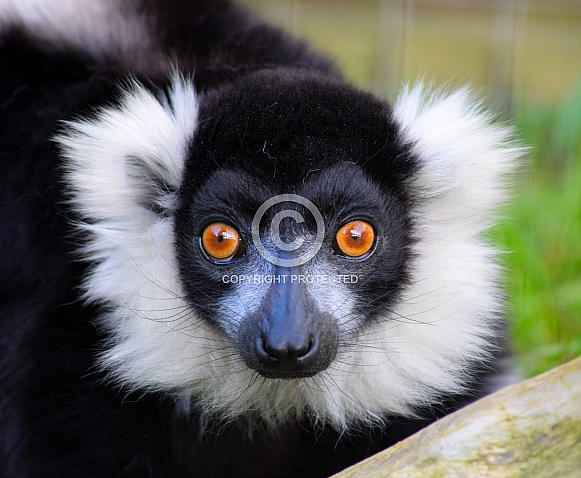 Black and White Ruffed Lemur