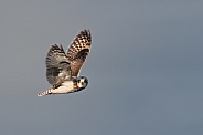 Short Eared Owl Flying