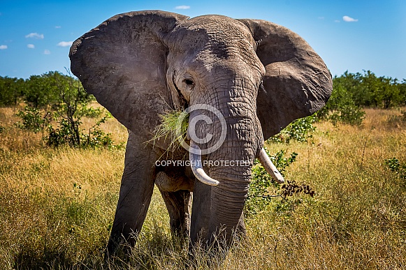 African Elephant African Elephant