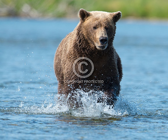 Wild Alaskan Brown Bear fishing