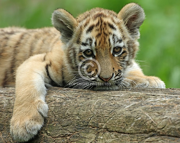 Tigercub