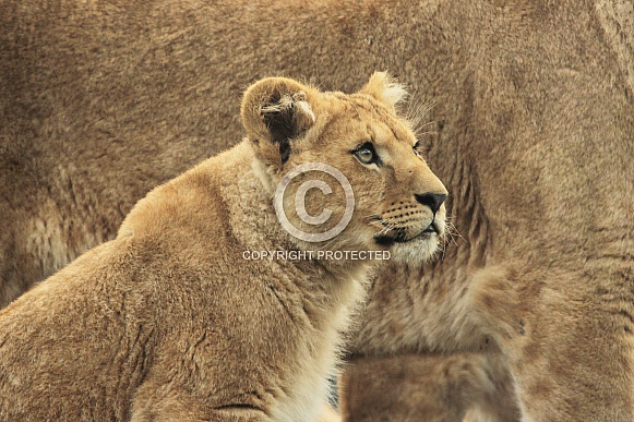 African lion cub