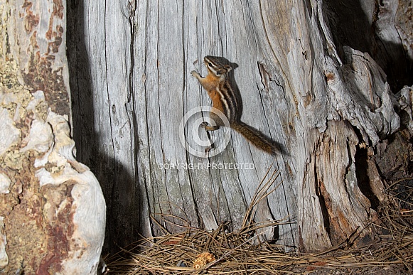 Yellow Pine Chipmunk, Tamias amoenus Yellow Pine Chipmunk, Tamias amoenus