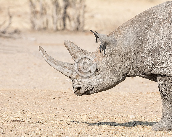 Black Rhinoceros