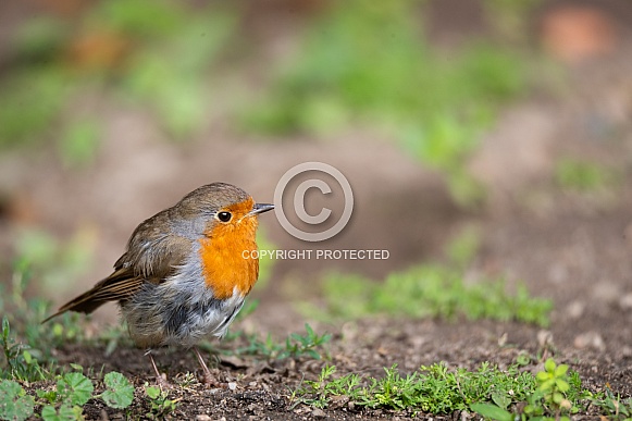 European robin European robin