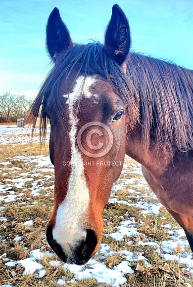 Horse