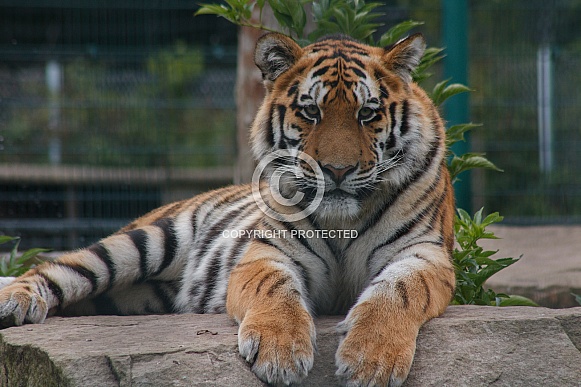 Amur Tiger Lying Down Head Up Facing Camera