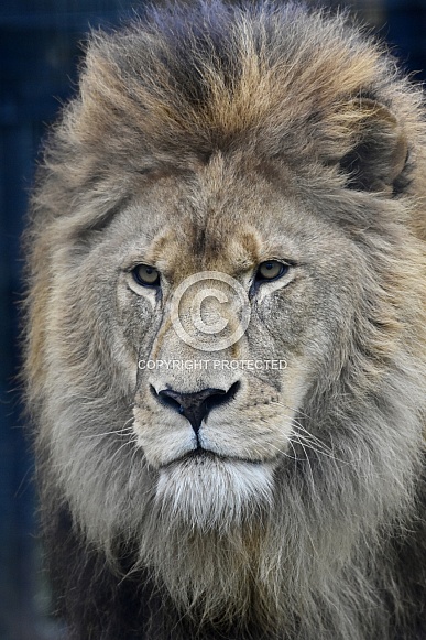 African Lion