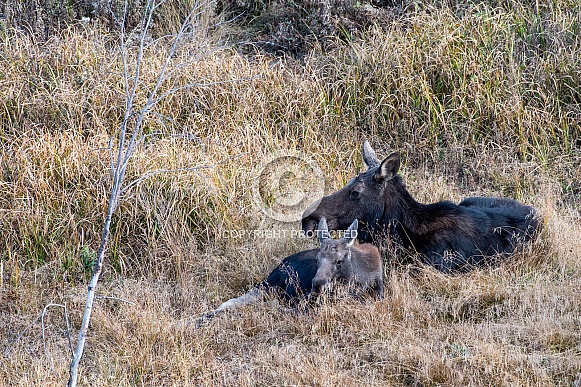 Moose Mother and Baby Moose Mother and Baby