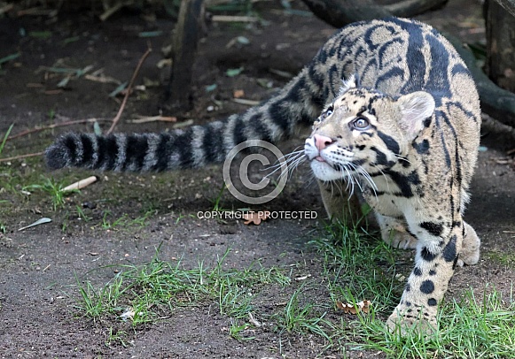 ckouded leopard