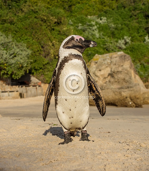 African Penguin