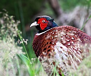 Common Pheasant cock
