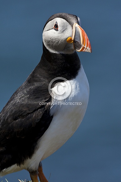 Puffin (Fratercula arctica) Puffin (Fratercula arctica)
