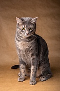 Domestic Cat