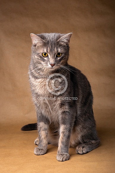 Domestic Cat