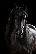 Friesian Horse--Portrait of Ebony