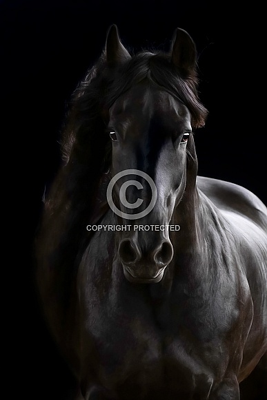 Friesian Horse--Portrait of Ebony