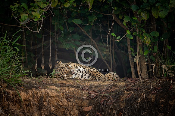 American jaguar in the nature habitat