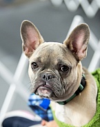 French bulldog sitting ringside on owners lap