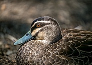Pacific Black Duck