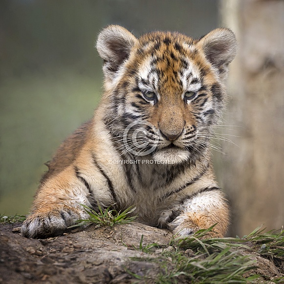 Tiger Cub