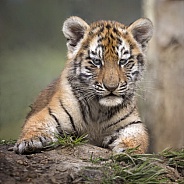 Tiger Cub