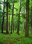 Northwoods Forest
