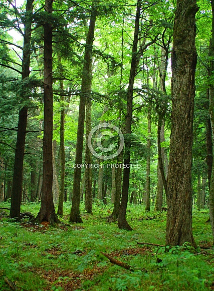 Northwoods Forest