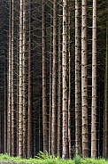 Forest of pine trees -Scotland