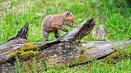 Fox pup walking on a log