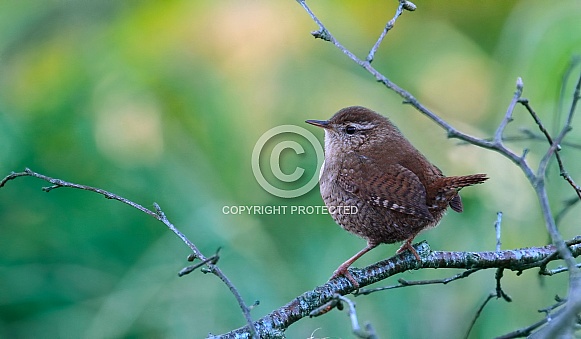 Wren