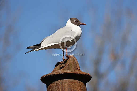 black-headed gull (Chroicocephalus ridibundus) black-headed gull (Chroicocephalus ridibundus)